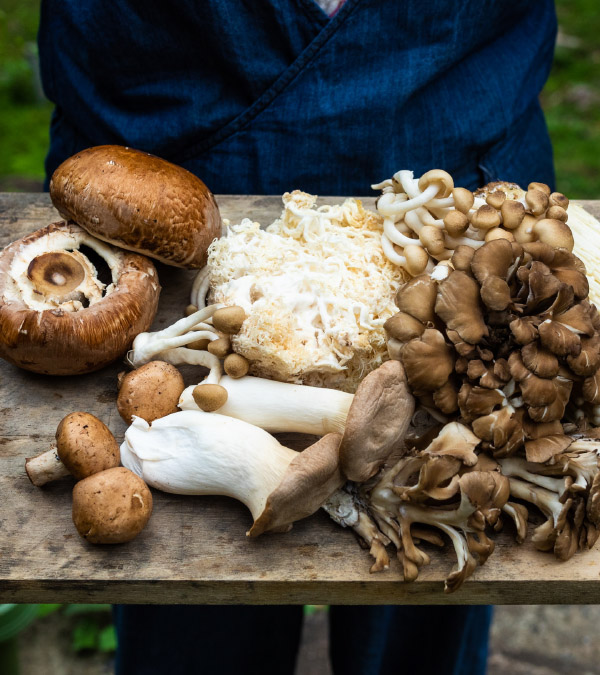 Dig Deeper Into Local Mushrooms!