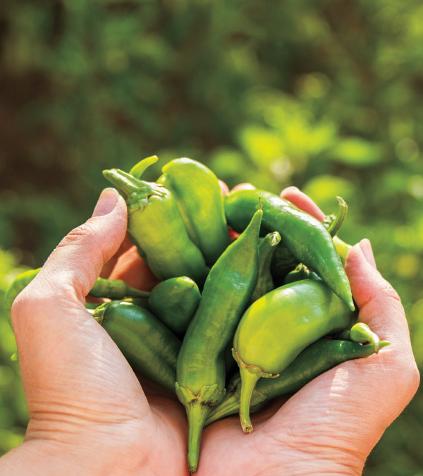 Growing Hot Peppers in the Northeast