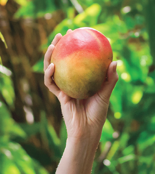 Mango Magic: Your Guide to Summer’s Juiciest Fruit