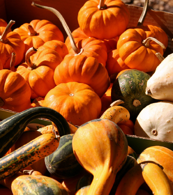  Squash: Autumn’s Bounty