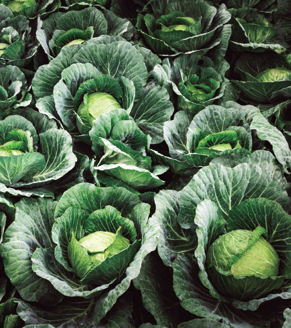 The Cabbage Comeback
