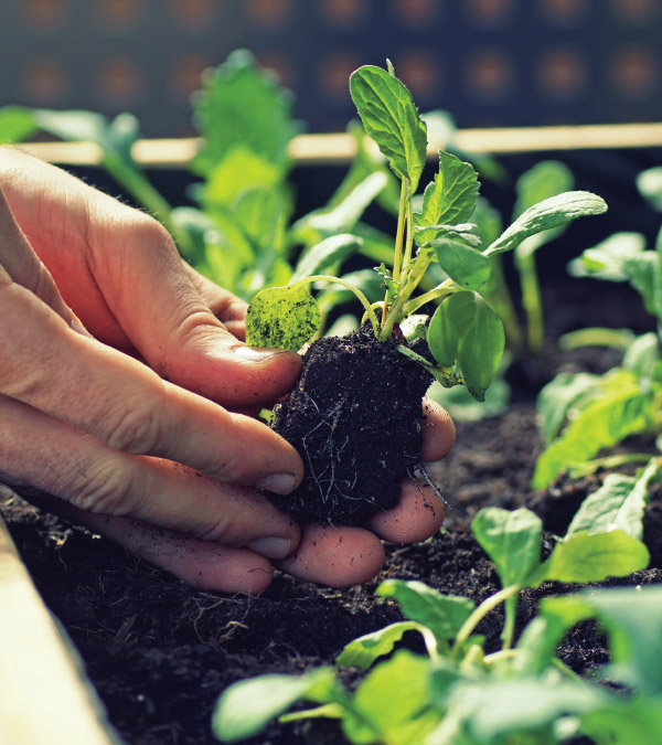 Tips for Your Patio Garden