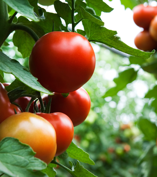 Tomato Tricks: Simple Tips  to Elevate Every Meal